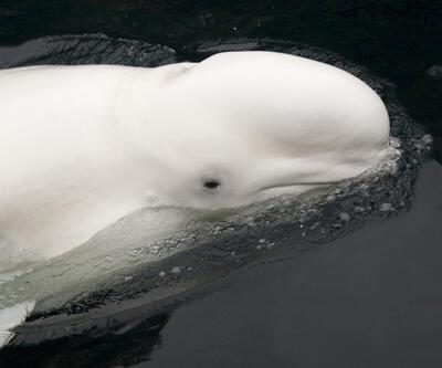 Kanada'dan ABD akvaryumuna getirilen 5 beyaz balinanın ikincisi de öldü