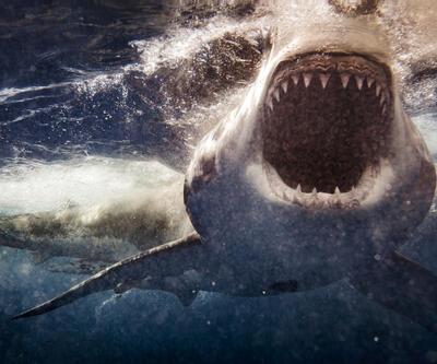 60 yıl sonra bir ilk! Korkunç köpekbalığı saldırısı kameraya yansıdı