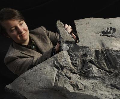 Dünyanın en büyük uçan sürüngeninin fosili İskoçya'da keşfedildi 