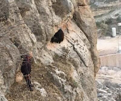 Nusaybin’de kayalıklarda mahsur kalan keçiyi itfaiye ekipleri kurtardı