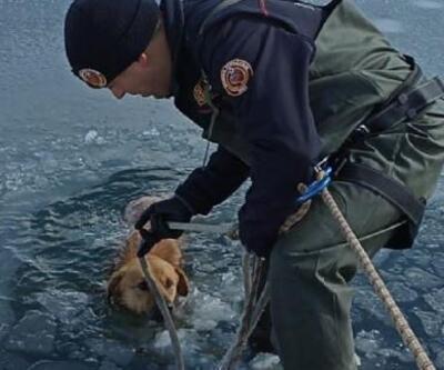 Gölete düşen köpek donmak üzereyken kurtarıldı
