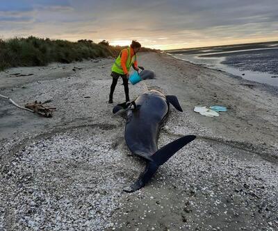 Yeni Zelanda'da karaya vuran balinalardan 31'i telef oldu