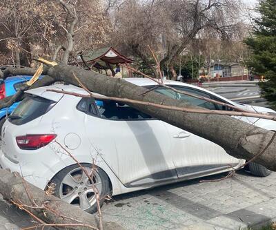 Görüntüler Ankara'dan! Ağaçlar araçların üzerine devrildi