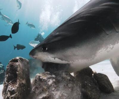 Köpek balığı kamerayı av zannetti... Kamerayı saniyelerce gezdirdi