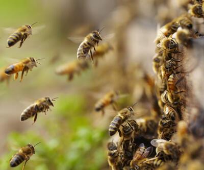 Kapıda bekleyen tehlike: Yeni virüs varyantı, tüm arıları yok etme potansiyeline sahip
