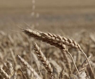 Kirişçi: Geçen yıla göre buğdayda fazlamız var