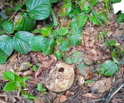 Ormanda insan kafatası ve kemikleri bulundu