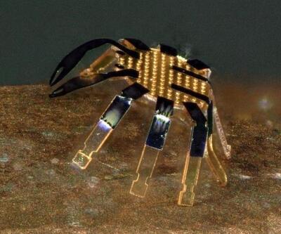 Yarım milimetrelik yengeçler: İşte en küçük 'uzaktan kumandalı' robotlar