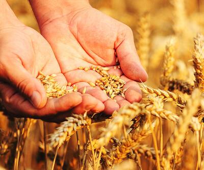 Buğday alım fiyatı ne kadar olacak?