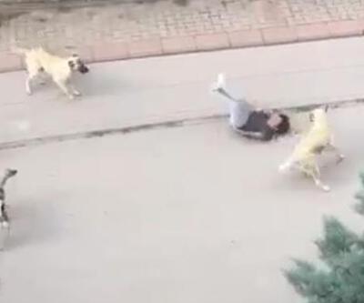 Ankara'da dehşeti yaşadı! 6 başıboş köpek çocuğa saldırdı