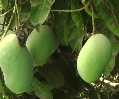 Aşırı sıcaklar mangoyu vurdu