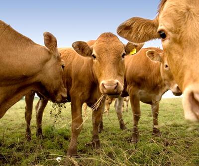 Yeni Zelanda’dan flaş karar: Koyun ve sığırların 'gazları' vergilendirilecek