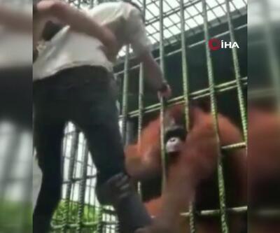 Orangutanı sinirlendirdi, elinden zor kurtuldu... İşte sosyal medyada viral olan o görüntüler!
