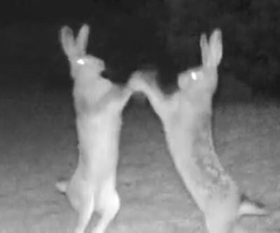 Artvin'deki yaban tavşanları böyle kavga etti