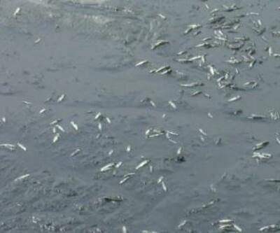 Silivri'de balık ölümlerine inceleme