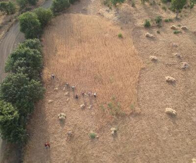 Irak sınırında oraklarla buğday biçiyorlar