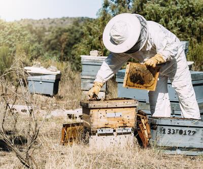 Avustralya'da parazit endişesi: Arılar kovanlara kapatıldı