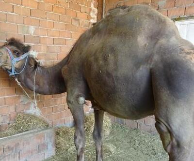 Fiyatı 45 bin lirayı bulan kurbanlık devede satıcılar talebi karşılayamıyor