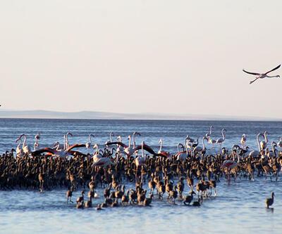Tuz Gölü’nde binlerce yavru flamingo yumurtadan çıktı