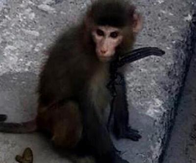 Sokakta gezen maymun yakalanıp, korumaya alındı