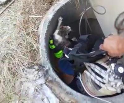 Kuyuya düşen yavru kedi, 10 günlük çalışma sonucu kurtarıldı