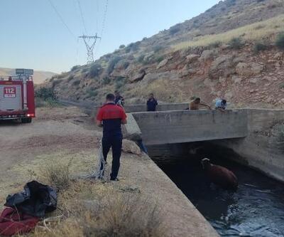 Nusaybin’de sulama kanalına düşen inek, itfaiye ekiplerince kurtarıldı