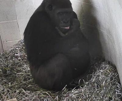 18 yıl aradan sonra ilk goril hayata "Merhaba" dedi