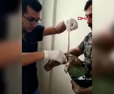 Yılanı yutamayınca boğulma tehlikesi geçiren kartal kurtarıldı