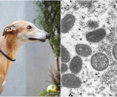 Maymun çiçeğinde yeni endişe: Virüs, ilk kez insandan köpeğe geçti