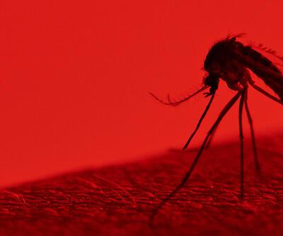 Bir sır daha çözüldü: Sivrisinekler insanları nasıl buluyor?