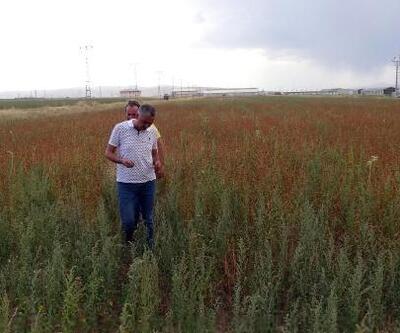 Erzurum'da glutensiz karabuğday ekimi yaygınlaşıyor