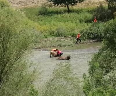 Nehirde çamura saplanan inekleri AFAD ve JAK ekipleri kurtardı