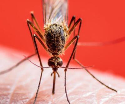 Yunanistan’da Batı Nil virüsü alarmı: 11 ölü, 123 vaka