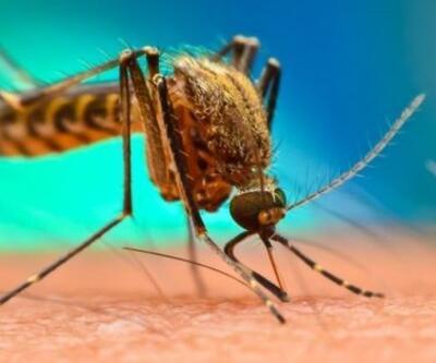 Culex ne demek, sivrisineklerden mi bulaşır? Batı Nil Virüsü belirtileri nelerdir? Batı Nil Virüsü öldürür mü, Türkiye'de var mı?