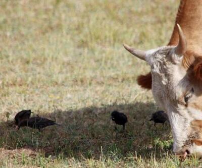 Sığırcık sürüsü, ineklerin gölgesinde yiyecek aradı