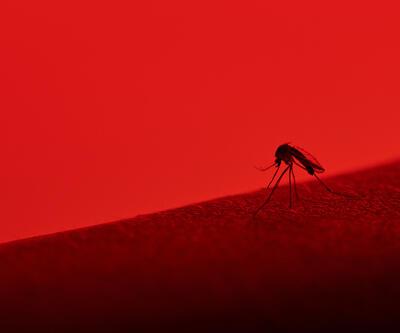 Yunanistan alarm verdi... Türkiye için sivrisinek uyarısı geldi