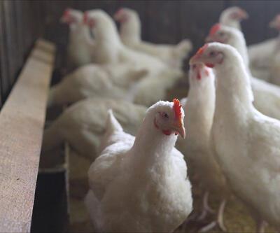 Hollanda'da çiftçiler endişeli: Kuş gribi tehdidi büyüyor