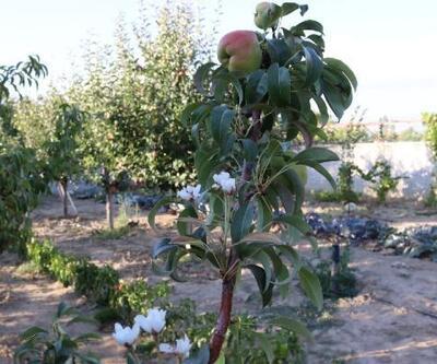 Dalında meyvesi bulunan armut ağacı bir yılda 3 kez çiçek açtı