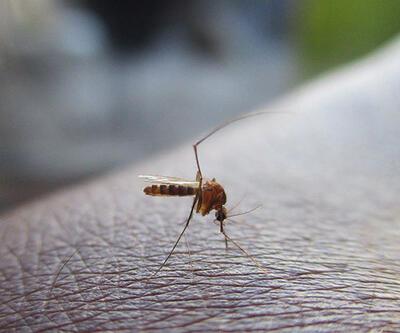 Prof. Dr. Kadıoğlu: Dünyanın en tehlikeli hayvanı sivrisineklerde artış var 