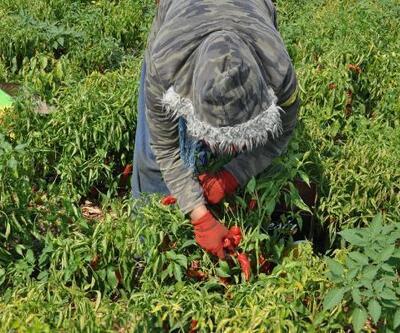 Gaziantep'te, biber hasadı sürüyor