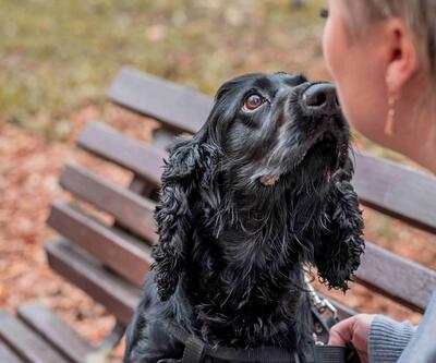 K﻿öpekler insan psikolojisini nefesinden anlayabiliyor
