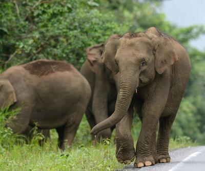 Tayland'da filler sosyal medyada canlı yayınlarla yem parası kazanıyor