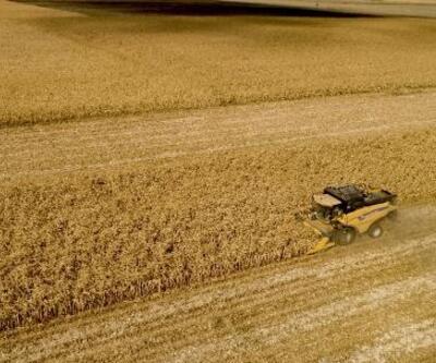 Türkiye’nin mısır rekoltesinin yüzde 40’ı, Konya Ovası’ndan