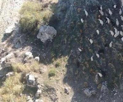 Jandarma, kaybolan 45 koyunu dronla buldu