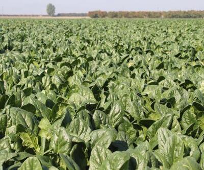 Yenişehir'de hasat edilen 60 bin ton ıspanak ihraç ediliyor