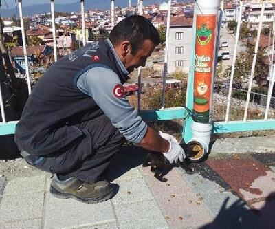 Orhaneli Belediyesi, havaların soğumasıyla sokak hayvanlarının beslenmesine ağırlık verdi