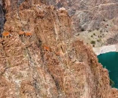 Yaban keçilerinin zorlu tırmanışları dronla ile görüntülendi
