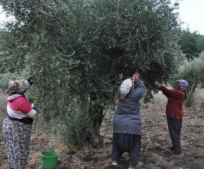 Gaziantep'te zeytin hasadı