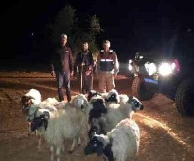 Kilis'te, kaybolan koyunları jandarma buldu