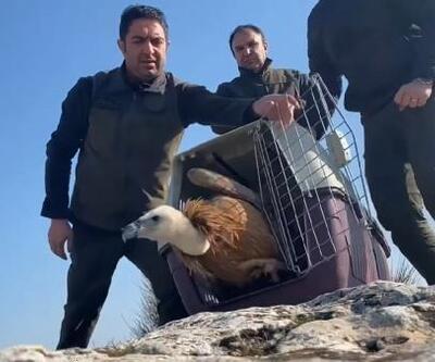Şanlıurfa’da tedavisi tamamlanan kızıl akbaba doğaya salındı